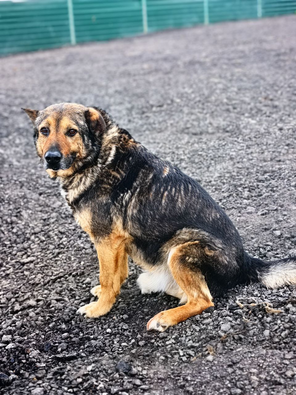 Бой из Некрасовки