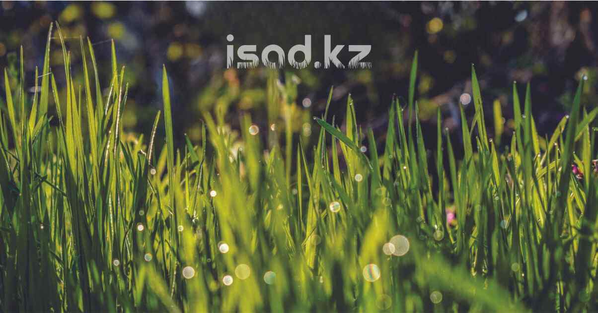 Газон устойчивый к засухе (SUN). Для жарких областей в isad
