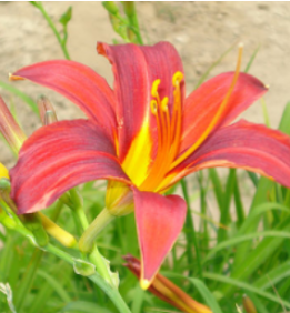 Порно ұлы анасына массаж жасайды Интернеттегі супер порнография