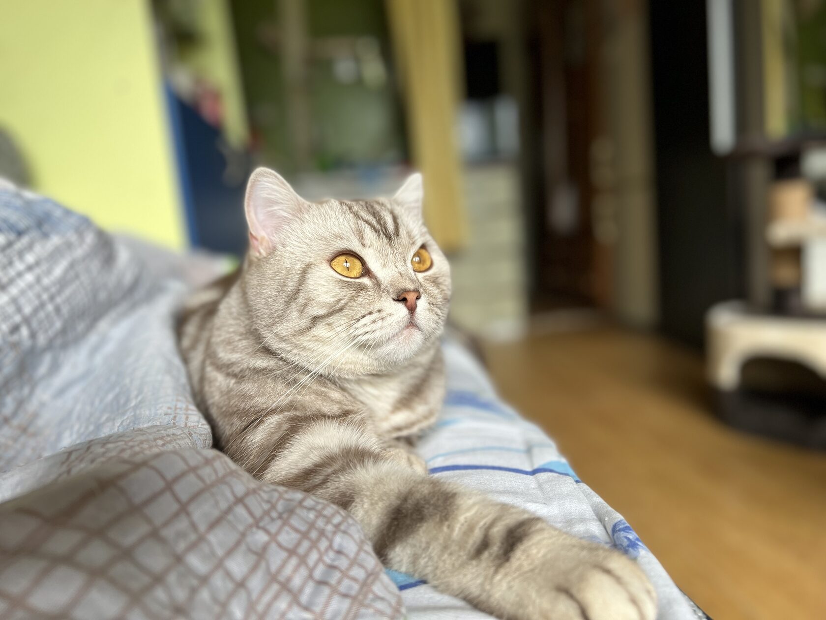 Премиум груминг Мур-Лео