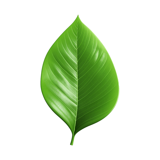 зеленый листик