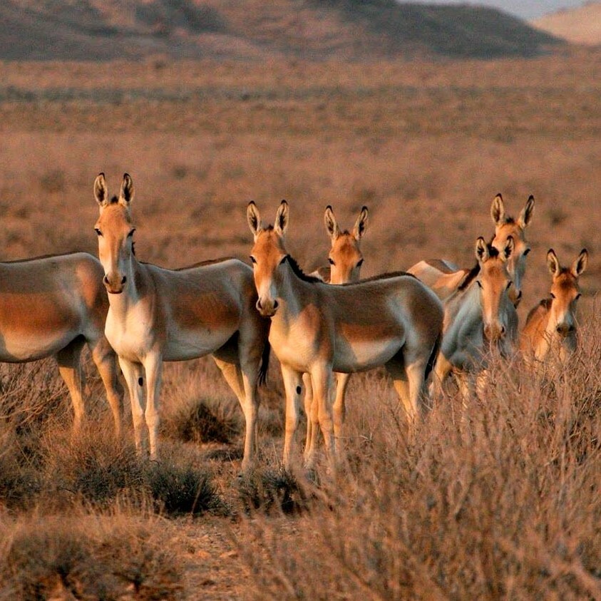 тур в казахстан посмотреть на куланов
