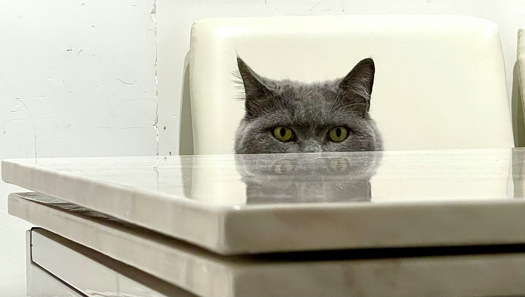 Смешной кот