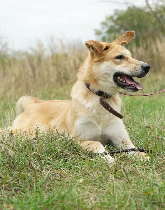 Ума из Некрасовки